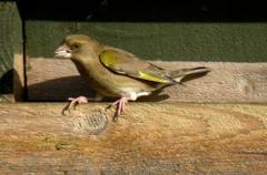 Grønnfink (Carduelis chloris)