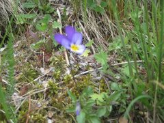 Stemorsblom (Viola tricolor)