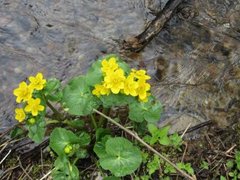 Bekkeblom (Caltha palustris)