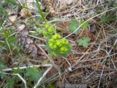 Maigull (Chrysosplenium alternifolium)