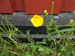 Bakkesoleie (Ranunculus acris)