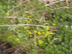 Bekkeblom (Caltha palustris)