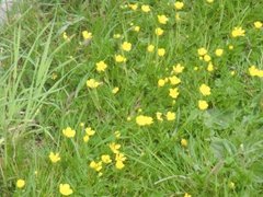 Bakkesoleie (Ranunculus acris)