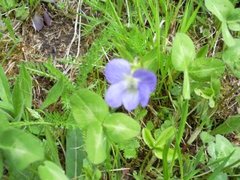 Skogfiol (Viola riviniana)