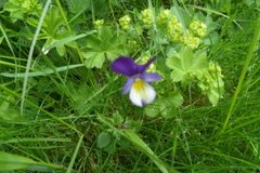 Stemorsblom (Viola tricolor)