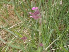 Rød jonsokblom (Silene dioica)