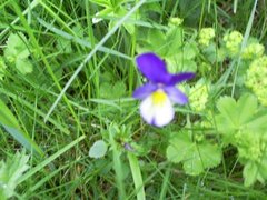 Stemorsblom (Viola tricolor)