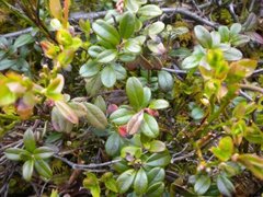 Tyttebær (Vaccinium vitis-idaea)