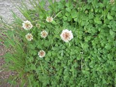 Hvitkløver (Trifolium repens)