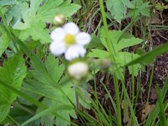 Markjordbær (Fragaria vesca)