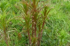 Geitrams (Epilobium angustifolium)