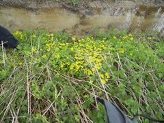 Maigullslekta (Chrysosplenium)