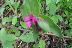 Rød jonsokblom (Silene dioica)