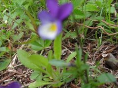 Stemorsblom (Viola tricolor)