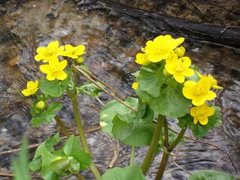 Bekkeblom (Caltha palustris)