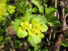 Maigull (Chrysosplenium alternifolium)