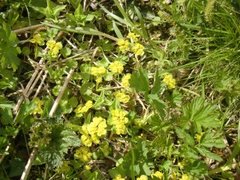 Maigull (Chrysosplenium alternifolium)