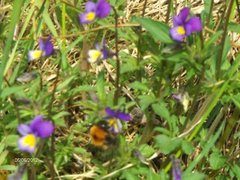 Stemorsblom (Viola tricolor)