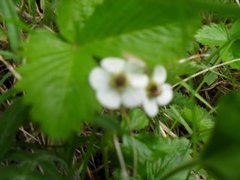 Markjordbær (Fragaria vesca)