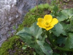 Bekkeblom (Caltha palustris)