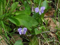 Skogfiol (Viola riviniana)