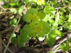 Maigull (Chrysosplenium alternifolium)