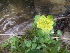 Maigull (Chrysosplenium alternifolium)