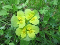 Maigull (Chrysosplenium alternifolium)