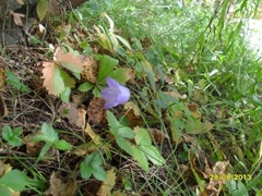 Blåklokke (Campanula rotundifolia)