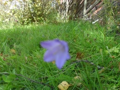 Blåklokke (Campanula rotundifolia)