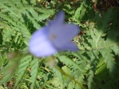 Blåklokke (Campanula rotundifolia)