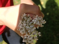 Hundekjeks (Anthriscus sylvestris)