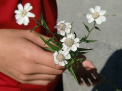 Nyseryllik (Achillea ptarmica)