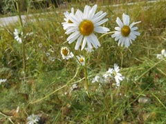 Prestekrage (Leucanthemum vulgare)