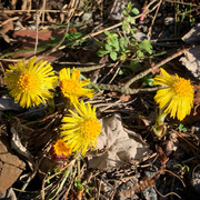 Hestehov (Tussilago farfara)