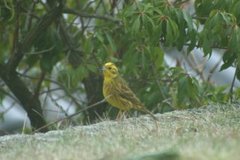 Gulspurv (Emberiza citrinella)