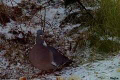 Ringdue (Columba palumbus)