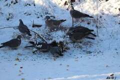 Ringdue (Columba palumbus)
