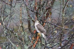 Hønsehauk (Accipiter gentilis)