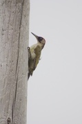 Grønnspett (Picus viridis)