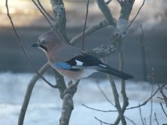 Nøtteskrike (Garrulus glandarius)