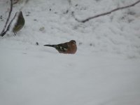 Bokfink (Fringilla coelebs)