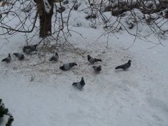 Bydue (Columba livia domestica)