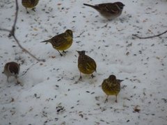 Gulspurv (Emberiza citrinella)