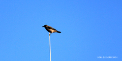 Kråke (Corvus cornix)