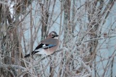 Nøtteskrike (Garrulus glandarius)