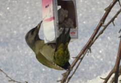 Gråspett (Picus canus)