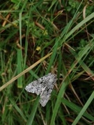Chifly (Antitype chi)