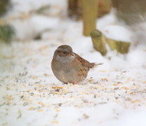 Jernspurv (Prunella modularis)