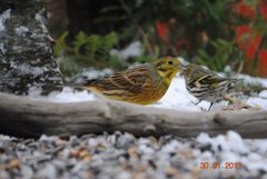 Gulspurv (Emberiza citrinella)